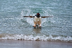 Eselspinguin - Gentoo