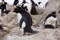 Felsenpinguin - Rockhopper