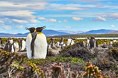 Königspinguine - King Penguin