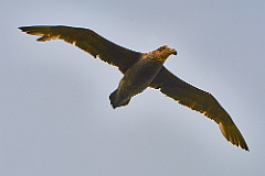 Falkland 99 6789-sturmvogel-petrel