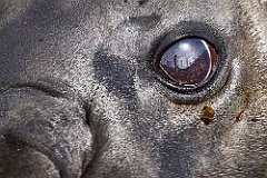 See-Elefanten Elephant Seals