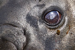 
Seals - Robben
------------------
    
Elephant Seals - Elefantenrobben,
Sea Lions - Seelöwen