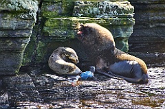 Seelöwen Sea Lion Seals
