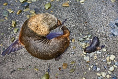 Seelöwen Sea Lion