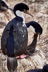 Blauaugenscharbe King Cormorant