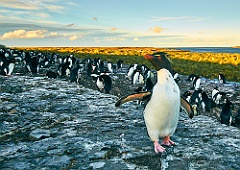 Felsenpinguine Rockhopper