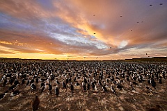 Blauaugenkormorane - King Cormorants - Bleaker Island