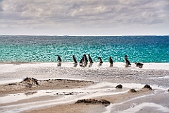 Magellan Pinguin