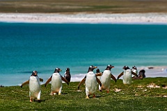 Eselspinguine Gentoo