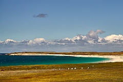 Eselspinguine Gentoo