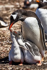 Eselspinguine Gentoo