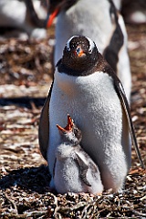 Eselspinguine Gentoo