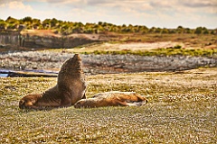 Seelöwen Sea Lion