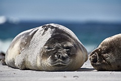 See-Elefanten Elephant Seals