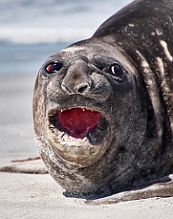 See-Elefanten Elephant Seals