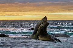 See-Elefanten Elephant Seals