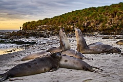 See-Elefanten Elephant Seals