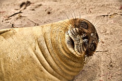 See-Elefanten Elephant Seals