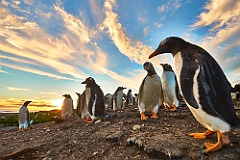 Eselspinguine Gentoo