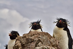 Felsenpinguine Rockhopper