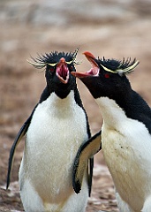 Felsenpinguine Rockhopper