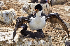 Blauaugenscharbe King Cormorant