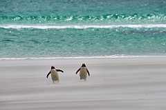 Eselspinguine Gentoo