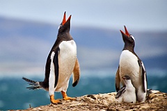 Eselspinguine Gentoo