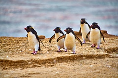 Felsenpinguine Rockhopper