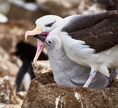 Albatros