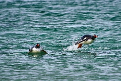 Eselspinguine Gentoo