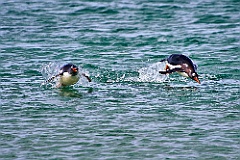 Eselspinguine Gentoo