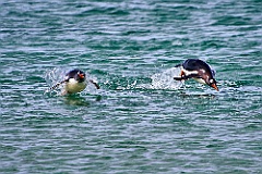 Eselspinguine Gentoo