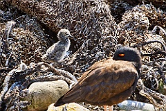 Austernfischer Oyster catcher