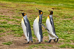 Königspinguine King penguin