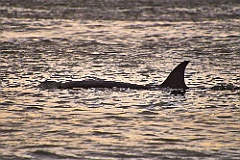 Orca auf vor Sea Lion Island