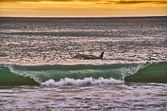 Orca auf vor Sea Lion Island