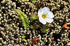 Falklands Nationalblume