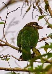 Barbet 99 9715