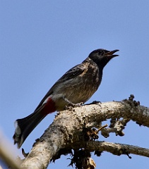 Bulbul 99 7788