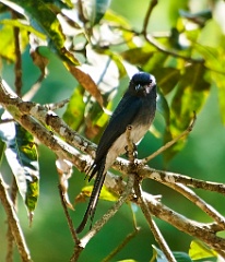 Drongo 99 7664