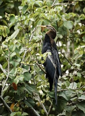 Schlangenhalsvogel 99 9530