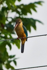 kingfisher 99 0259