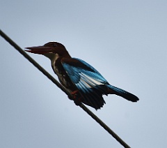 kingfisher 99 9515