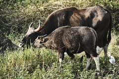 Gaur 99 7560