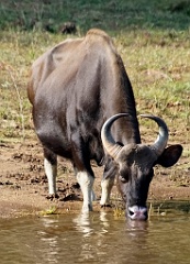 Gaur 99 8945