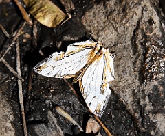 Schmetterling 99 8167