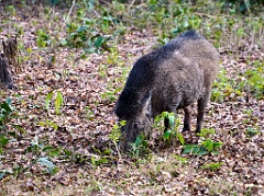 wildschwein 99 8026 1