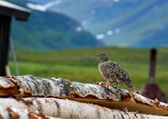 Fauna  -   Wenn es auch nicht die ganz großen Erlebnisse mit  Rentieren waren, die verpassten wir, aber auch kleine Tiere waren mir das eine oder andere Foto wert. Und Vögel gab es doch ein paar wenige.