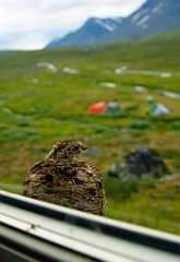 Alpenschneehuhn